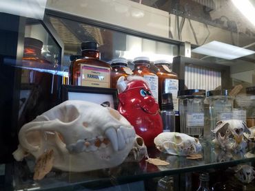 Skulls bones and vintage oddities antiques for oddities and curiosities antiques