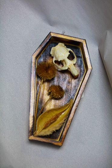 Small animal skull with pond plants neatly arranged in miniature wood coffin