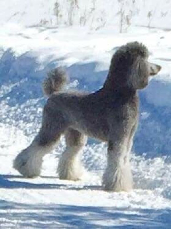 Silver standard poodle store puppies