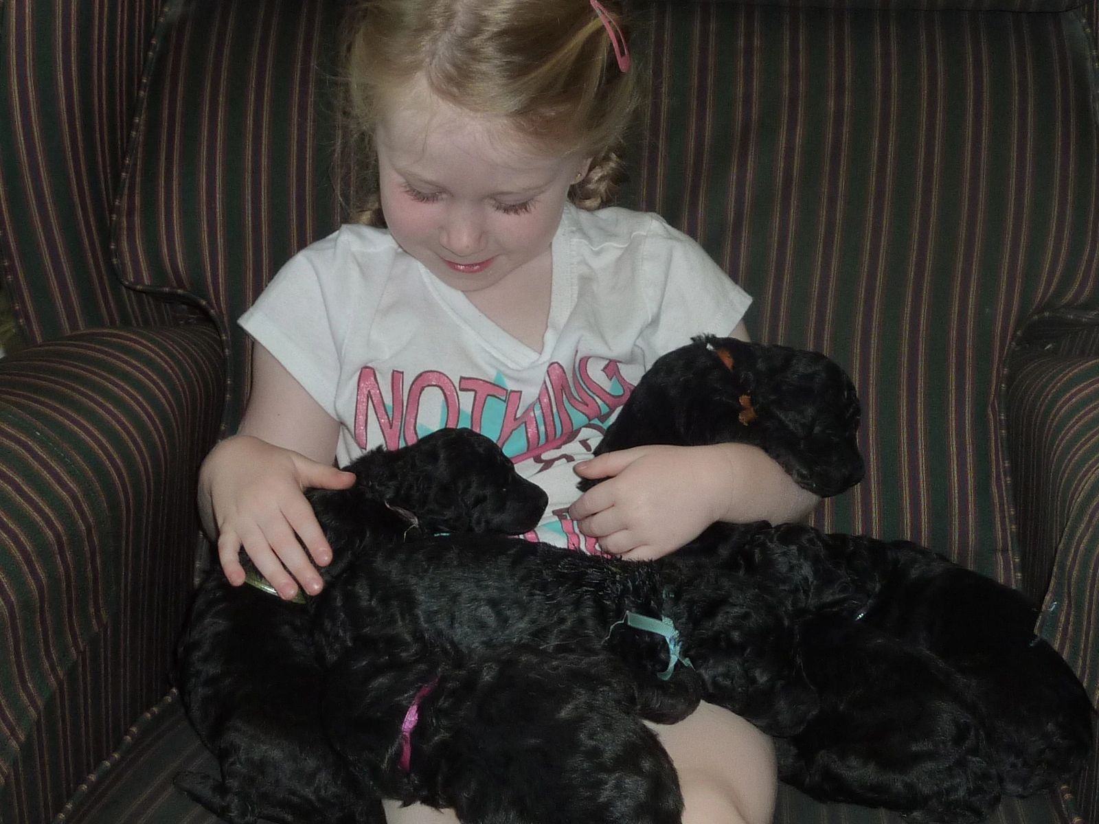 Kids and puppies just belong together. Silver Standard Poodles, Silver Standard Poodle Puppies, Silver Standard Poodle Puppies for Sale, Silver Puppies for Sale, Standard Poodles For Sale, Silver Standard Poodle Puppies for sale, poodles for sale, Stately Standard Poodles, Silver Standard Poodle Puppies for sale, Silver Standard Poodles. Silver Standard poodles 