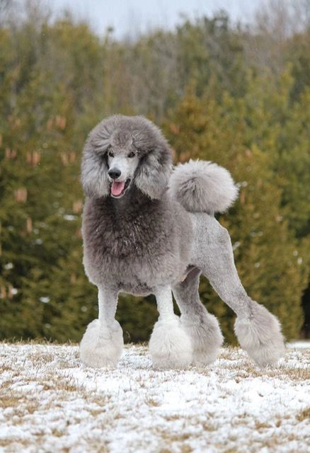 Silver Puppies - Stately Standard Poodles | Stately Standard Poodles