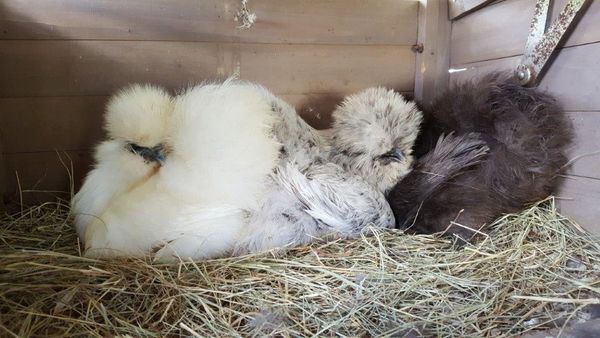 Silkie Juvenile Pullet- Pet Quality