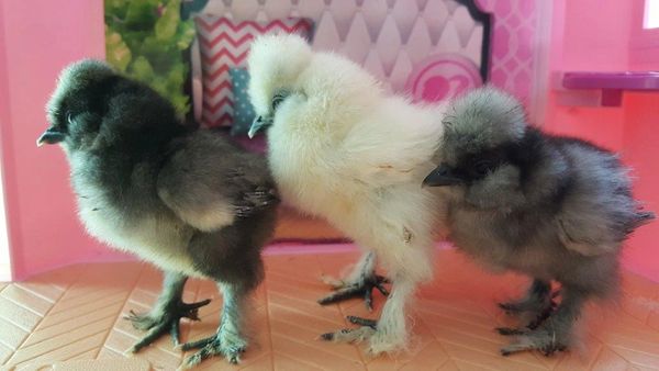 Silkie Chicks Assortment. Qty. 6