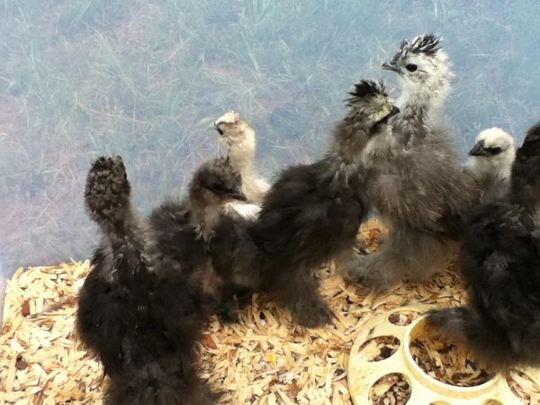 Silkie chicks