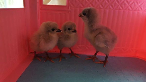 Lavender Orpington Chicks- Straight Run