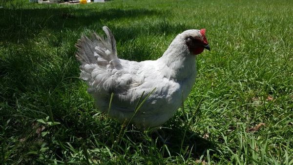 Lavender Orpington Hen- Pet Quality