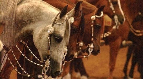 Billy Royal® Harness Leather Reins with Buckle Ends 5/8