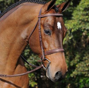 Arc De Triomphe® tribute bridle