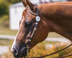 Show Headstalls by Dale Chavez, Billy Royal