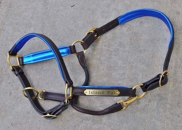 Leather Halter with Metallic Color Padding Perri's Leather - Halters, Halters Leads