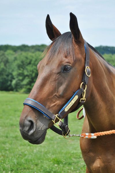 Custom leather halter – Diamond J Equine