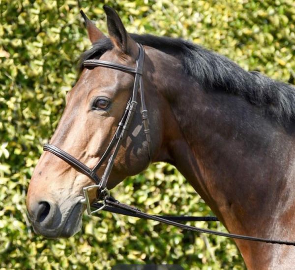 Bobby's Tack Padded Dressage Weymouth Double Bridle