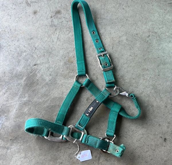 green used halter pony/cob?