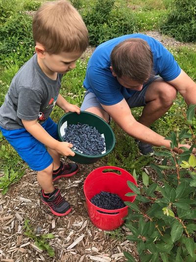 u-pick haskap berries