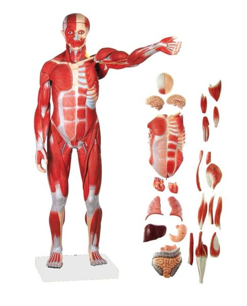Modelo De Sistema Muscular Masculino X 50cm