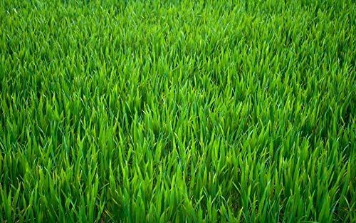 Pensacola deals bahia grass