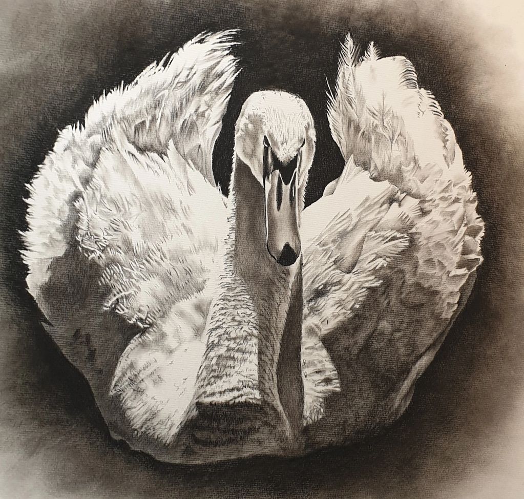 A2 Pencil and Charcoal Swan drawing.