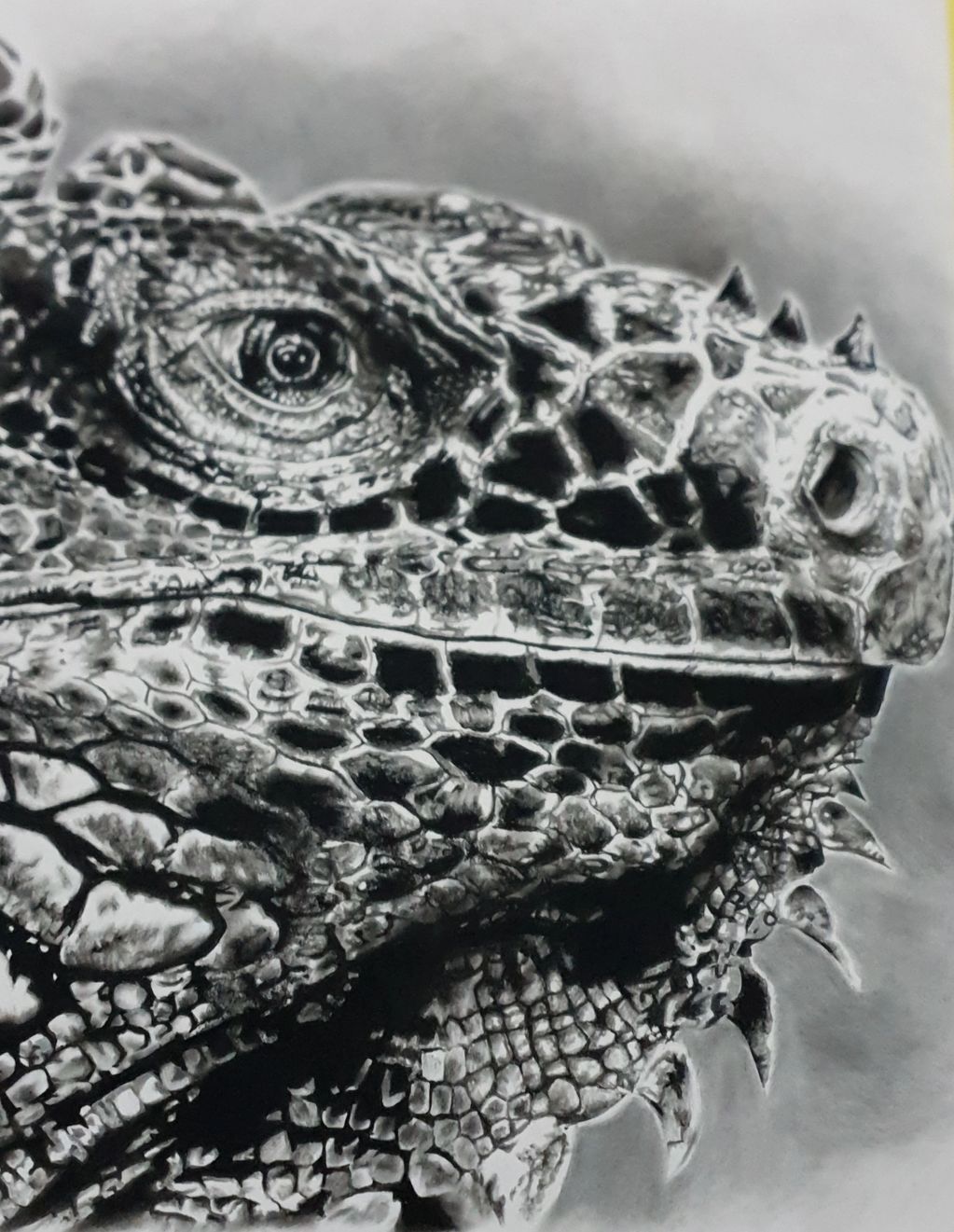 A2 Pencil and Charcoal drawing of an Iguana Lizard.