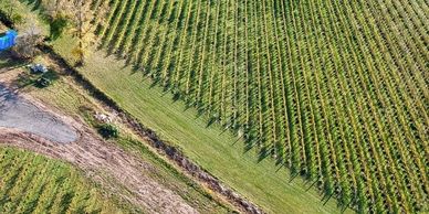 Vineyards, divided by a small stream centered in grassy headlands.