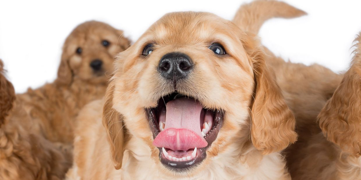 Labradoodle puppy