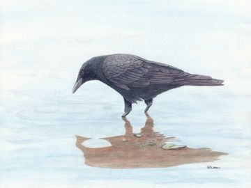 crow painting