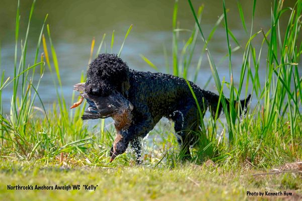 Barbet retrieving a duck, Northrock Barbets
