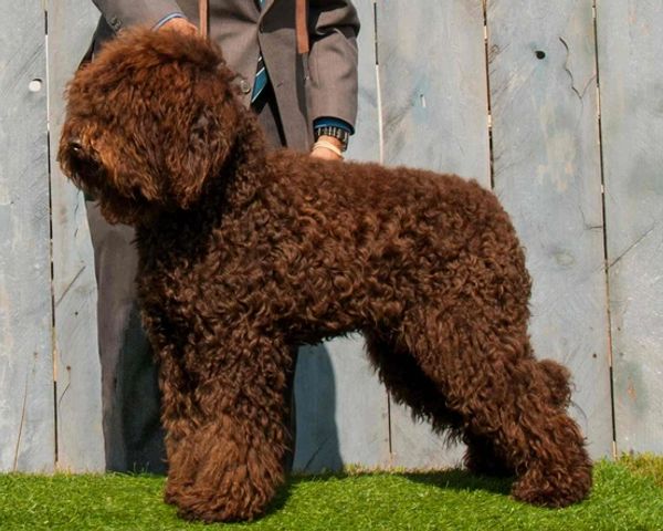 Brown Barbet show dog, Northrock Barbets