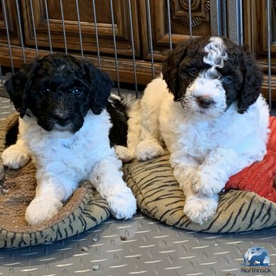 Two Barbet puppies lying down, Northrock Barbets