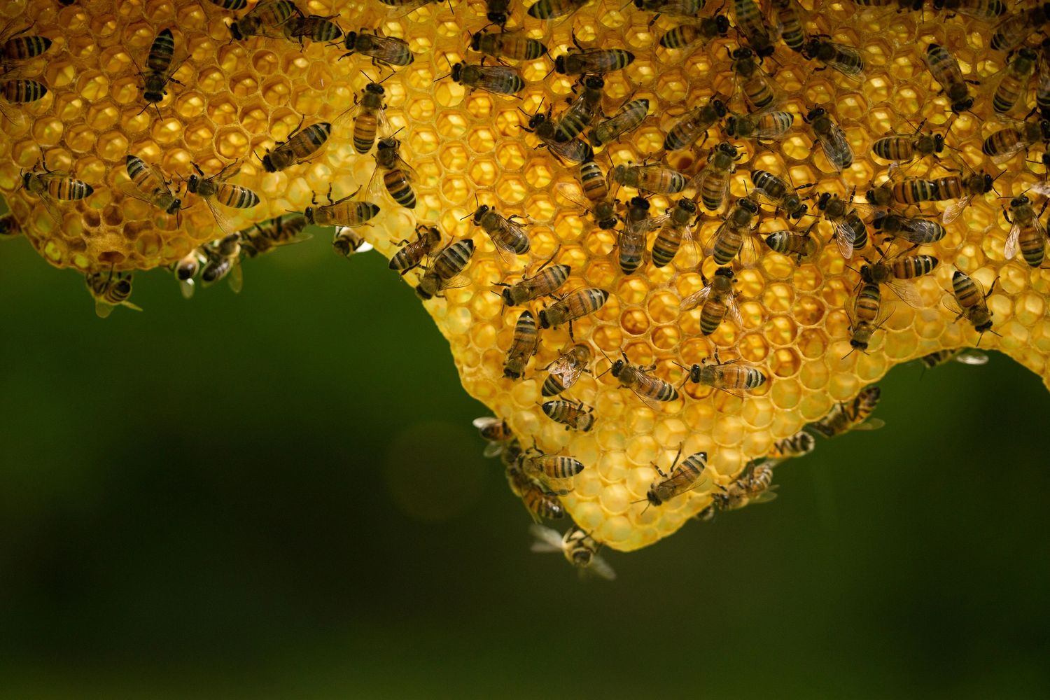 Worker bees tending to a frame of natural comb honey glowing in sunlight. Photo by Annie O'Neill