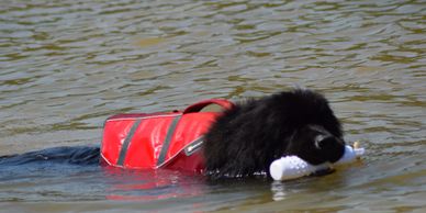 Newfoundland dog life on sale jacket