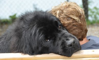 do newfoundland dogs like to cuddle