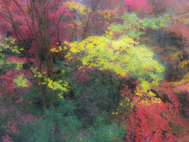 "Backyard Monet"  Playing with  filter to create this dreamy view of my backyard in autumn.