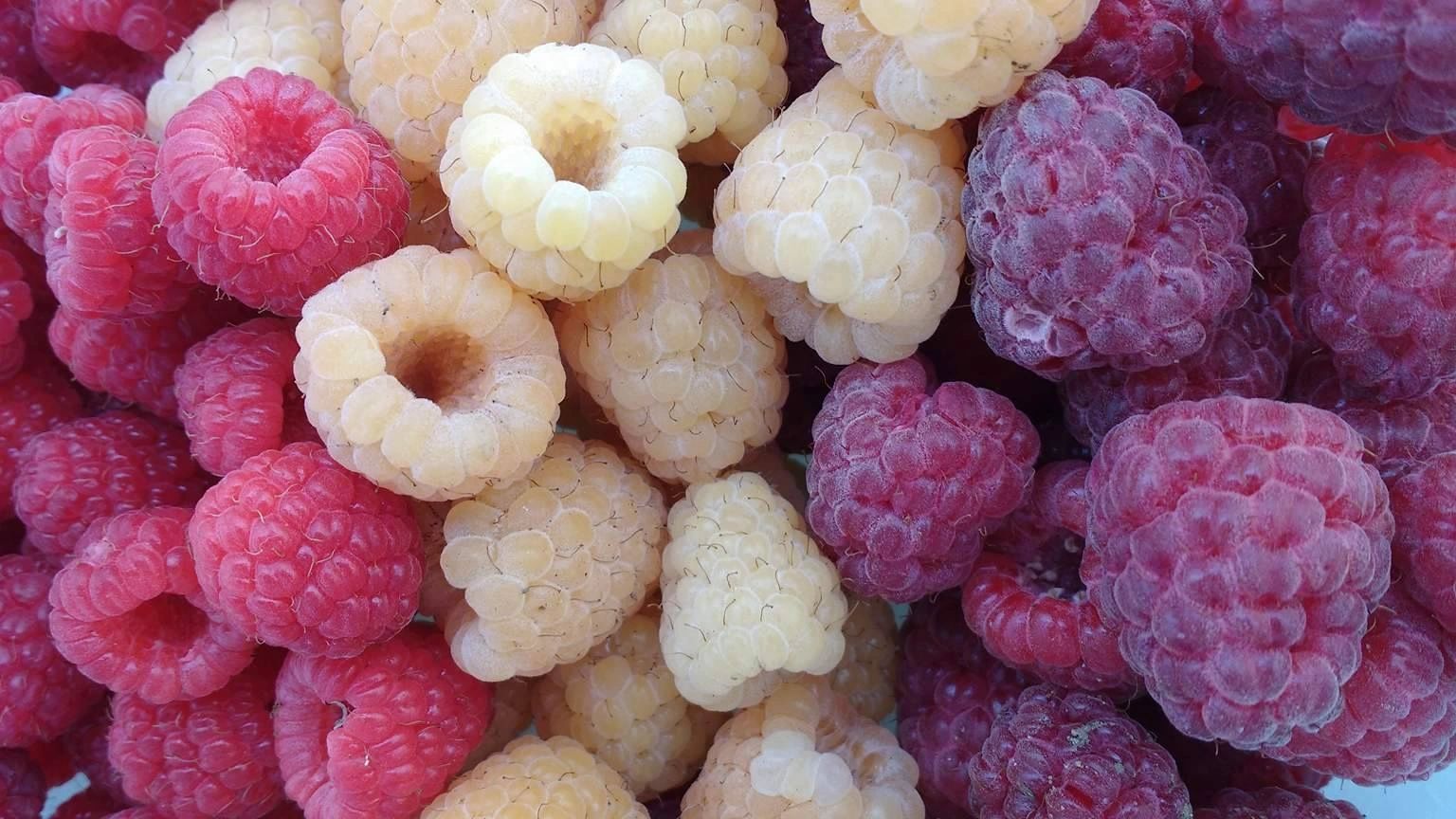 OUR COMMUNITY | Peters Pumpkins