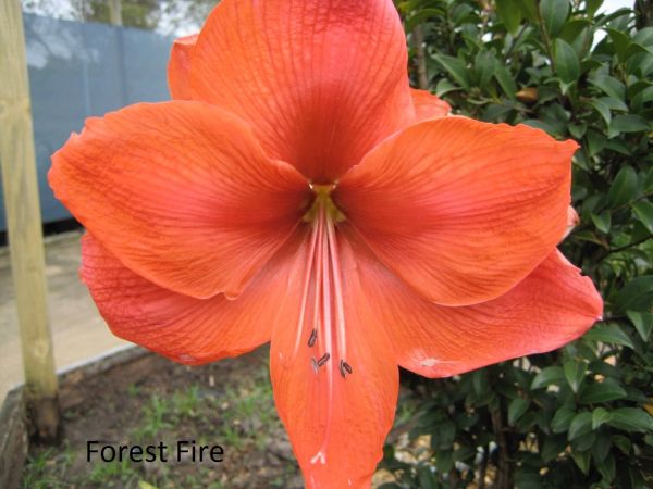 Forest Fire