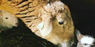 Ewe with lambs