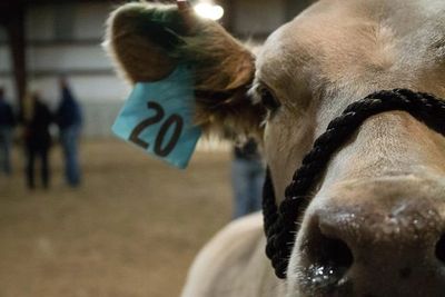 Utah junior livestock tags