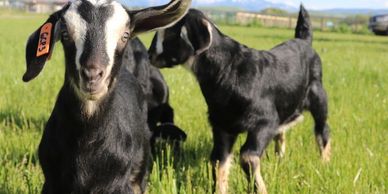 utah junior livestock goats