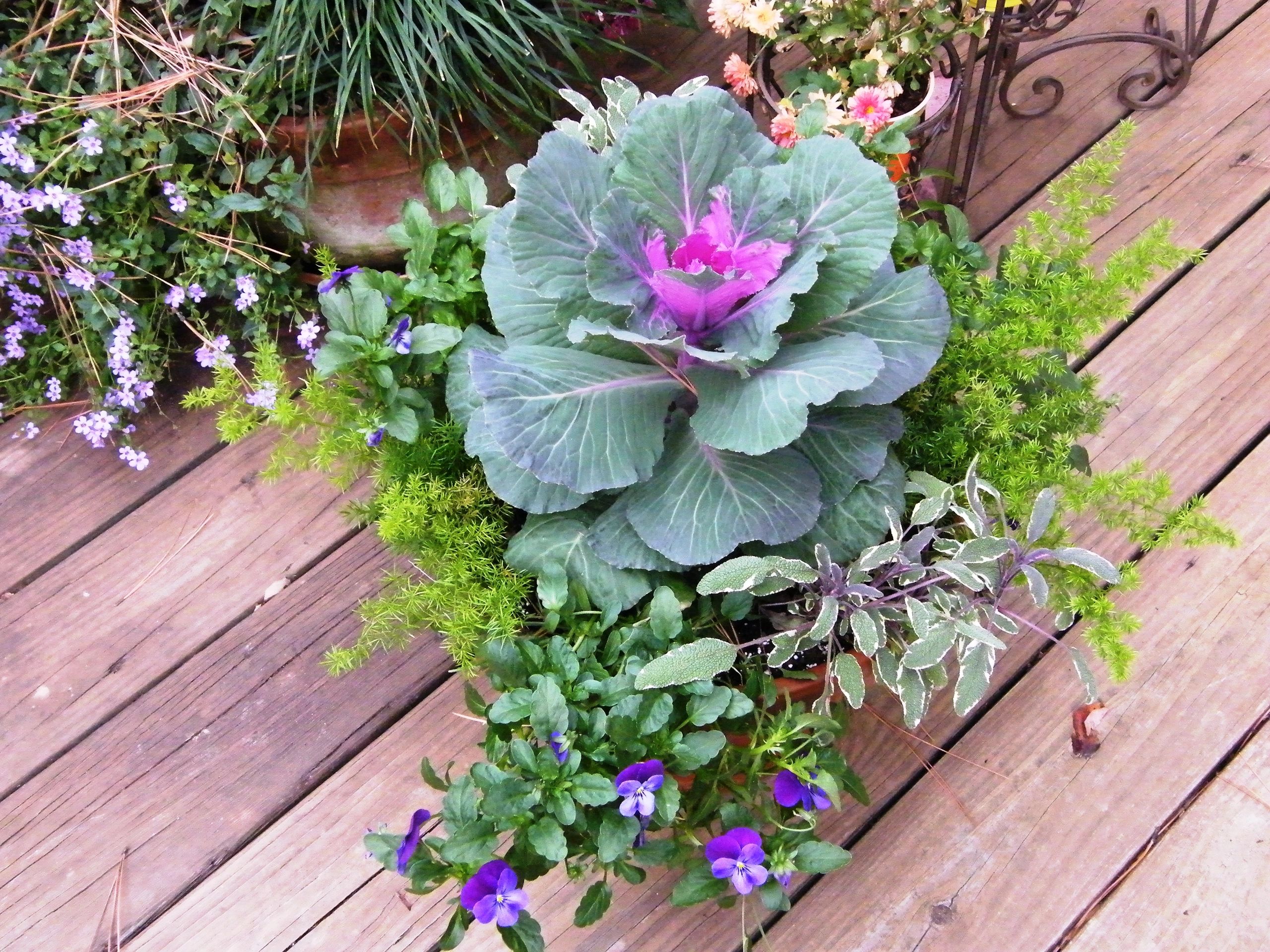 //isteam.wsimg.com/ip/f8b072cf-50ef-4180-8c78-5f7eba78db0d/Cabbage%20Container.jpg/:/cr=t:0%25,l:0%25,w:100%25,h:100%25/rs=w:1300,h:800