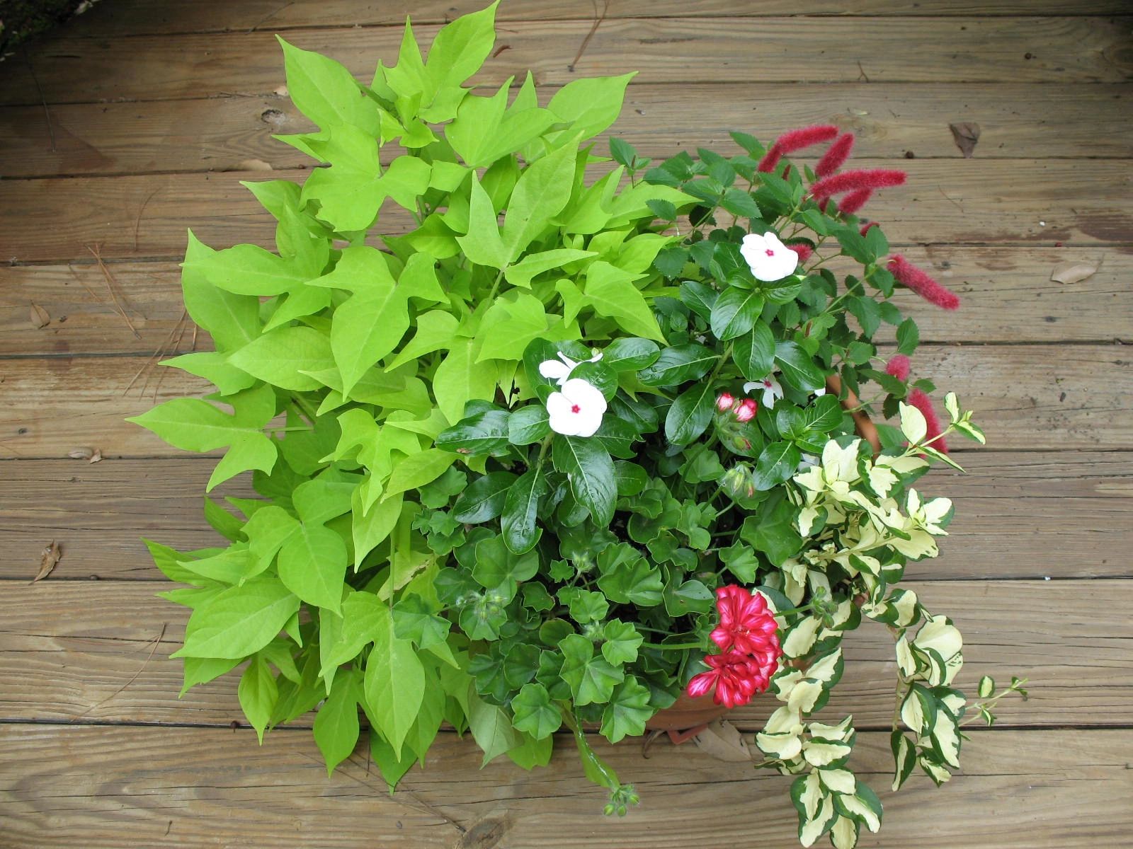 //isteam.wsimg.com/ip/f8b072cf-50ef-4180-8c78-5f7eba78db0d/Chenille%20Container.jpg/:/cr=t:0%25,l:0%25,w:100%25,h:100%25/rs=w:1300,h:800