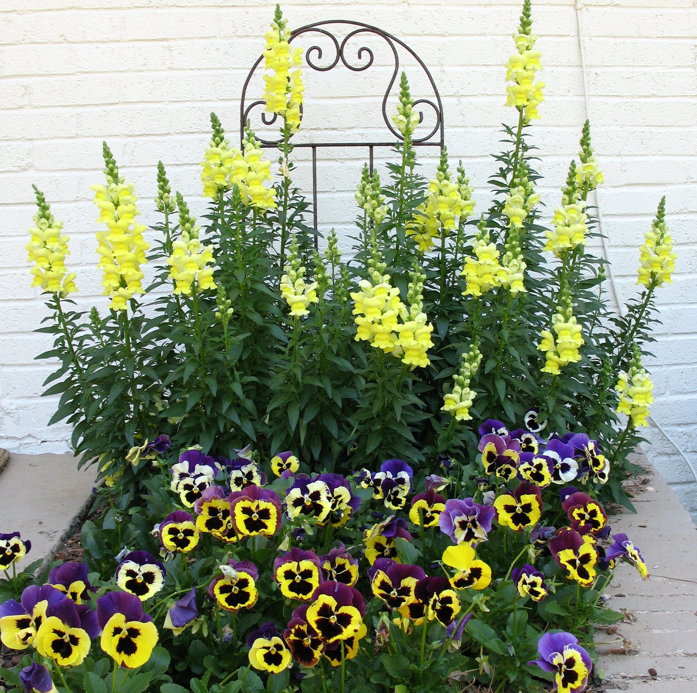 //isteam.wsimg.com/ip/f8b072cf-50ef-4180-8c78-5f7eba78db0d/Snaps%20and%20Pansies%20.jpg/:/cr=t:0%25,l:0%25,w:100%25,h:100%25/rs=w:1300,h:800