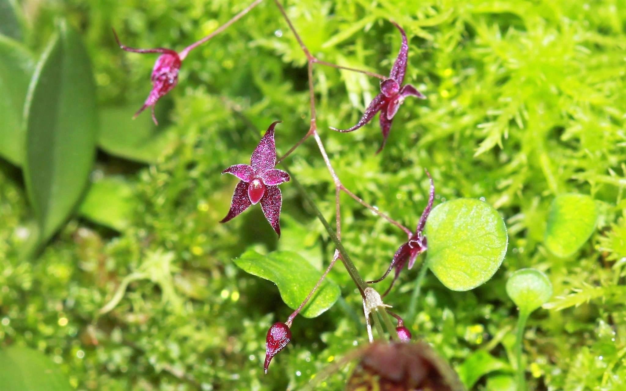 LEPANTHOPSIS ASTROPHORA