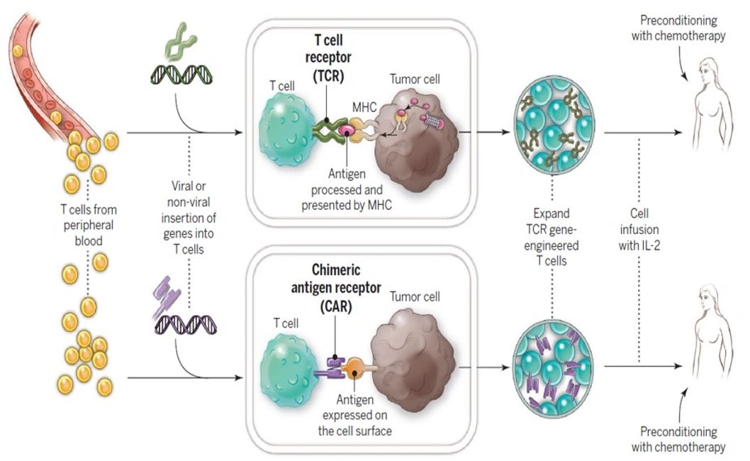 Cancer Immunotherapy Type Nbrlboston