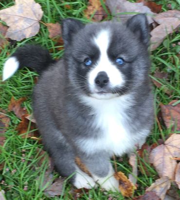 Raven F1 Pomsky bred to Cash a pure bred Siberian Husky Jelly