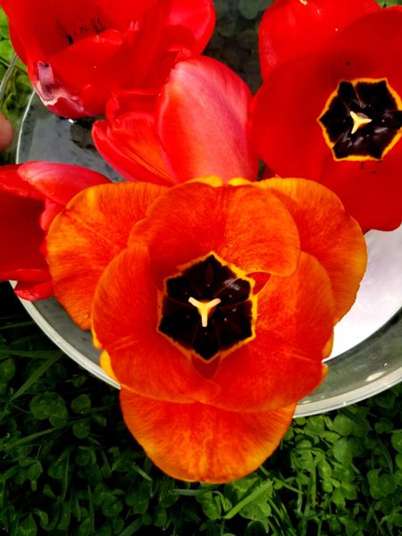 Red Tulip Flower Essence