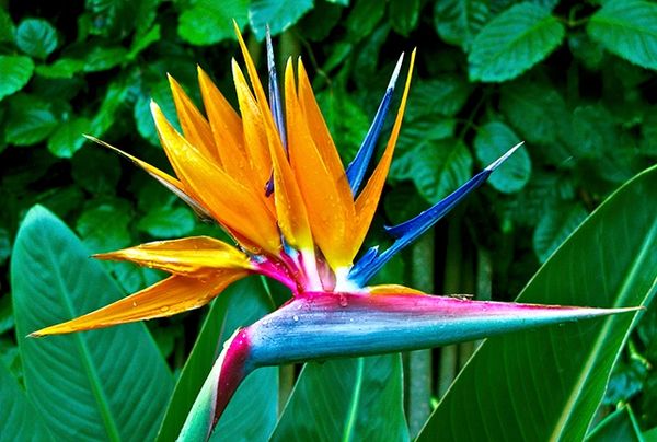 Bird of Paradise Hawaiian Floral and Tropical Fern Yoga Long