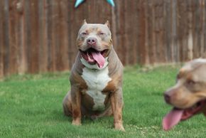 Our Dogs | Burleson Bullies