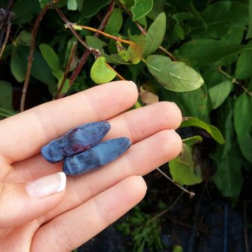 Blue Banana Honeyberry Plant