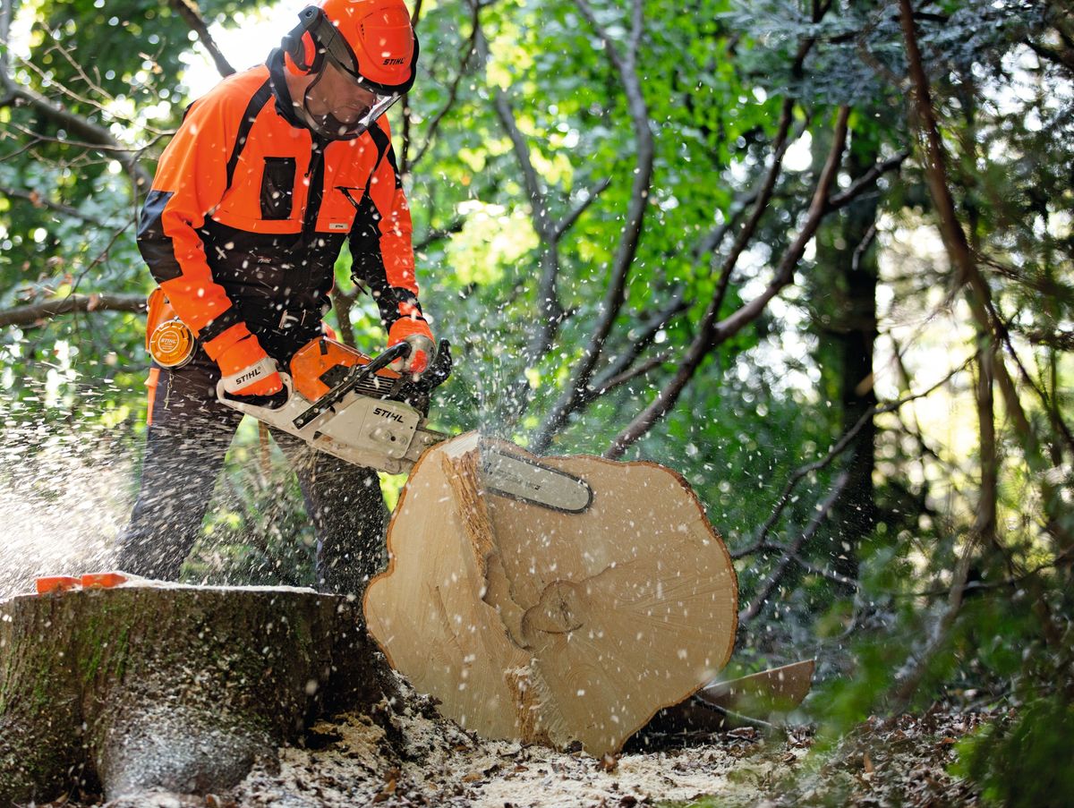 Спилить дерево лесу. Бензопила штиль для Валки леса. Stihl MS 880. Валка леса пилой штиль. Бензомоторные пилы для Валки деревьев.