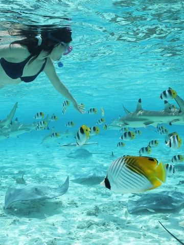 Snorkeling in Bora Bora