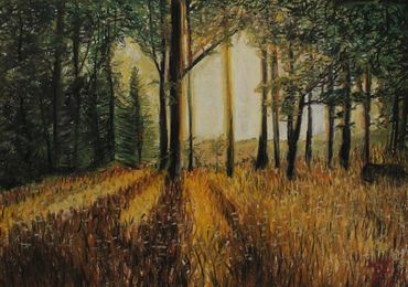 A portion of a forest and a field filled with golden light.